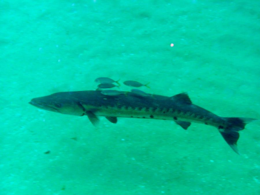 Barracuda SC