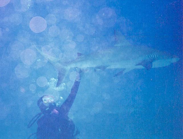 Fab Shark Dive