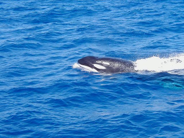 Killer Whale Barbados