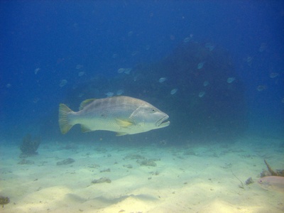 BARBADOS DIVING