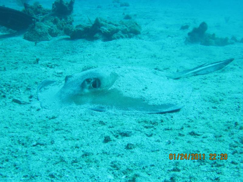 Sting Ray