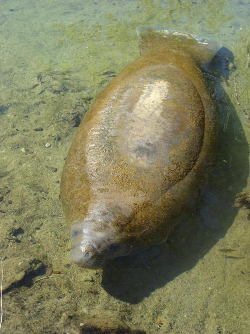 Manatee