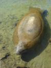 Manatee