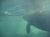 manatee