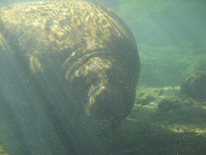 manatee