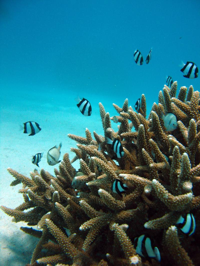 Panda Fish and Coral