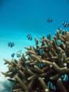 Panda Fish and Coral