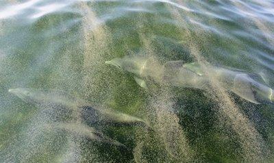 Dolphins under the oil in the gulf