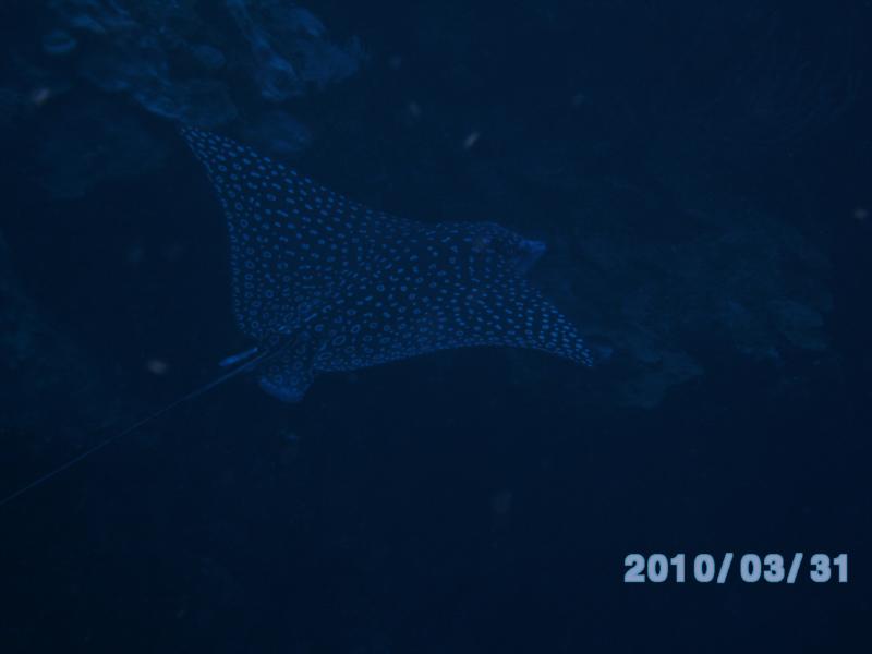 Spotted Eagle Ray