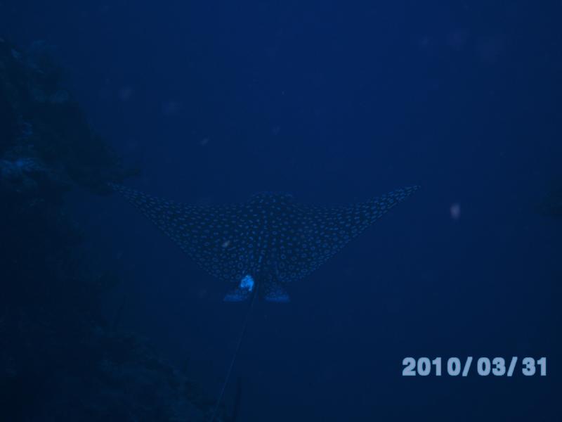 Spotted Eagle Ray #2