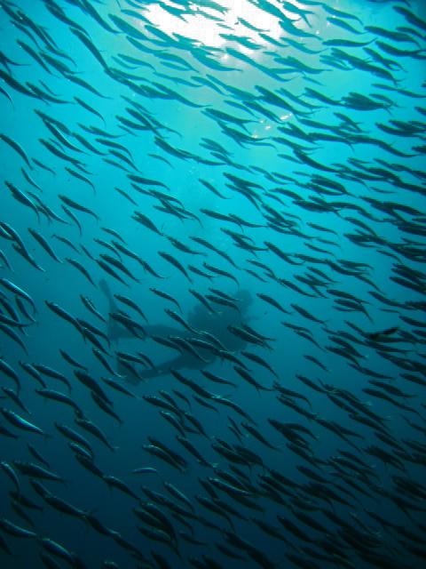 Cebu Dive Centre