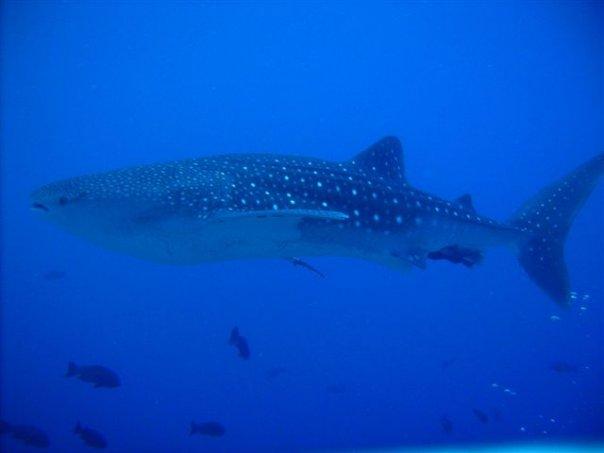 Whaleshark