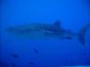 Whaleshark