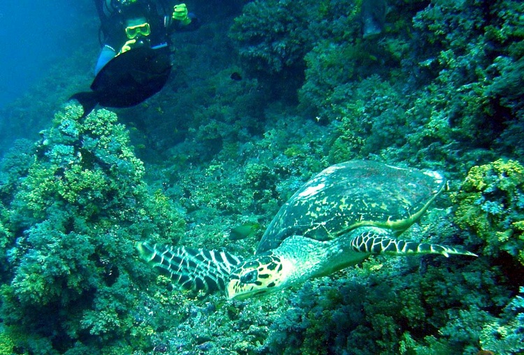 the sea turtle