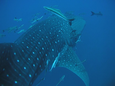 whaleshark