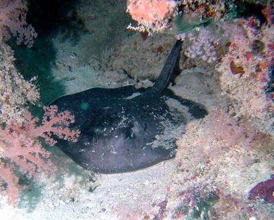 stingray