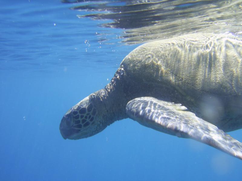 Maui Sea Turtle