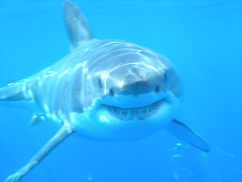 Great White Shark Expedition Sep 2004
