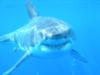 Great White Shark Expedition Sep 2004