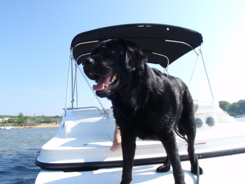 Wet Dog on Boat