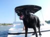 Wet Dog on Boat