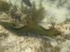 Moray eel in the keys