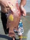 20 in hog nose i speared with a hawaiian sling