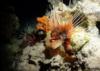 Lionfish on a night dive in the red sea