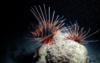 2 Lions on a night dive in the red sea