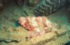 scorpionfish on the Thistlegorm