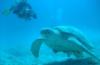 a swim with a turtle in the red sea