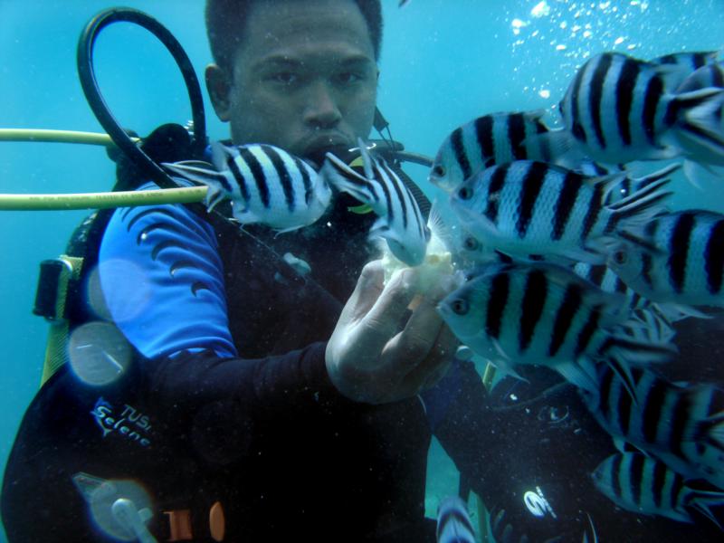 Fish Feeding