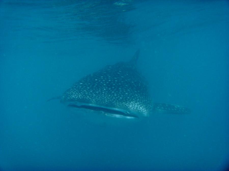 Whale Shark