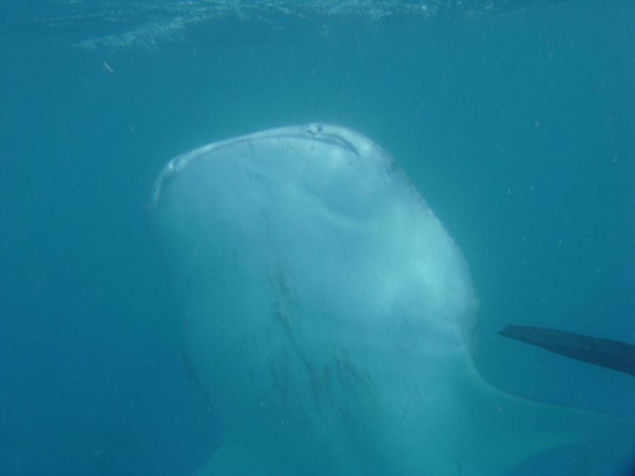 Diving With Whale Sharks