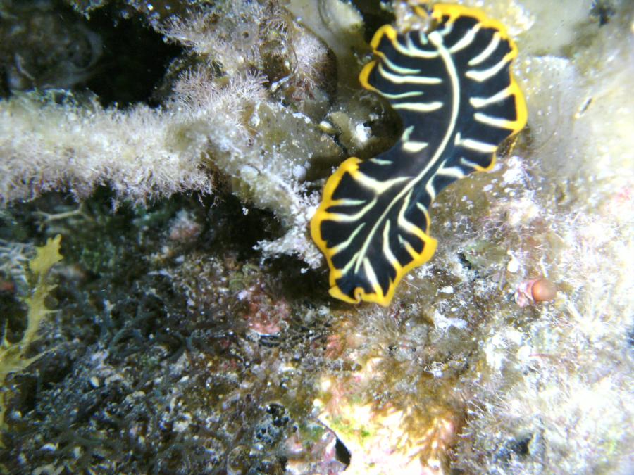 Nudi