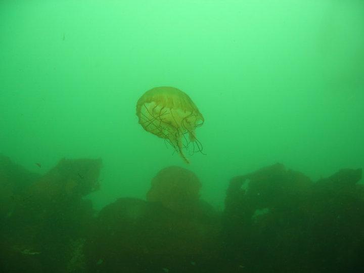 Jelly @ breakwater, Monterey