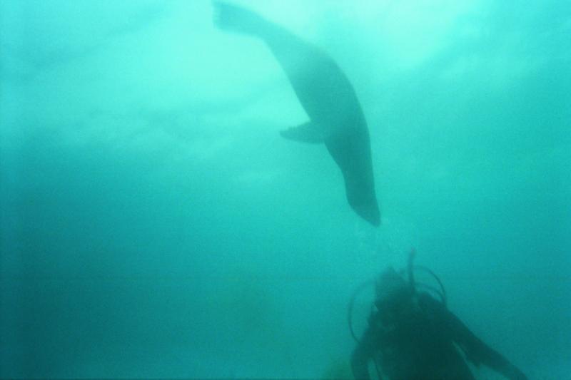 Sea Lion Rookery SB Island 7/09