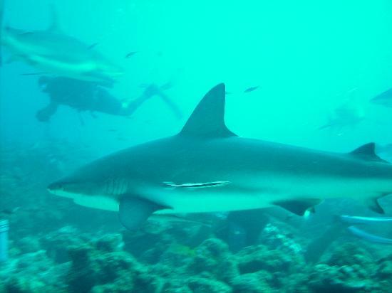 Is a shark considered "friendly" when you can exit the water with all your limbs?