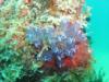 Tunicates, St. Thomas Coral