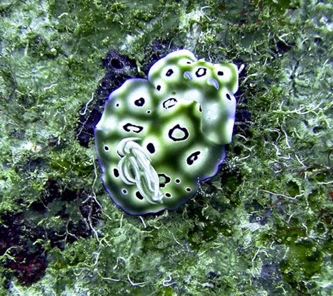 Chromodoris kuniei