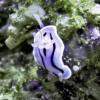 Chromodoris willani