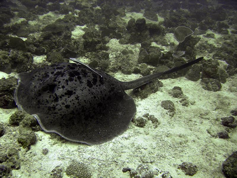 Blue Spot Stingray