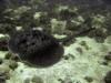 Blue Spot Stingray