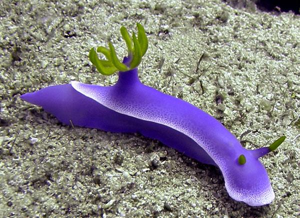 Sea Slug