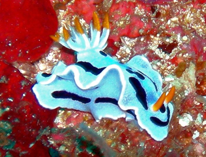 Sea Slug2