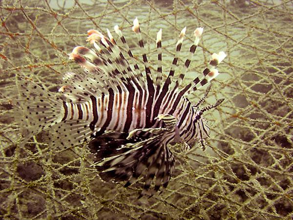 Lion Fish