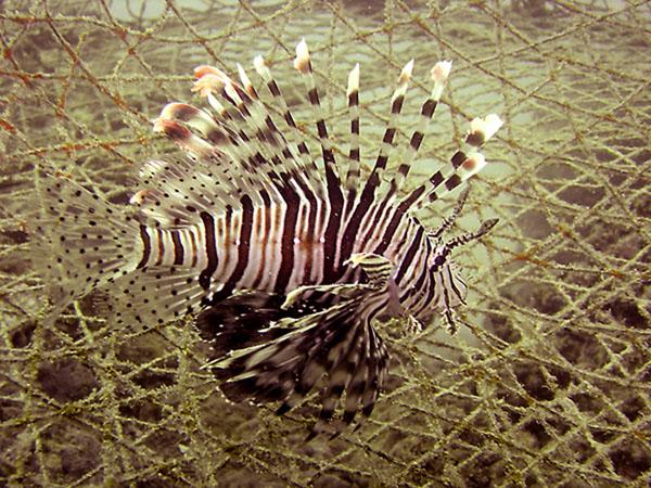 Lion Fish