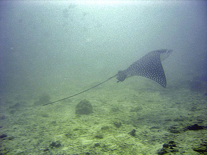 Eagle Ray