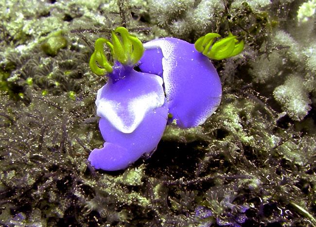 Hypselodoris apolegma