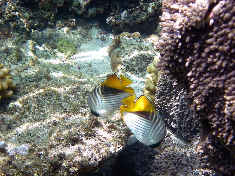 Threadfin Butterflyfish